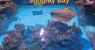 Stingray​ ​Bay