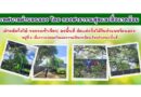 ฝ่ายตัดกิ่งไม้-รถกระเช้าเขียว ลงพื้นที่ดำเนินการตัดแต่งกิ่งไม้
