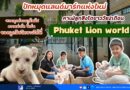 📍📍ปักหมุดแลนด์มาร์กแห่งใหม่ คาเฟ่ลูกสิงโตขาววัย2เดือน ชวนทุกท่านมาสัมผัสความน่ารัก ขี้เล่น ของลูกสิงโตขาวได้ที่ Phuket Lion world