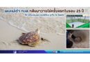 พบแม่เต่า ทะเล กลับมาวางไข่ครั้งแรกในรอบ 25 ปี ที่หาดโรงแรมเลอ เมอริเดียน ภูเก็ต บีช รีสอร์ท